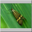 Nemophora degeerella - Degeers Langfuehler 02.jpg